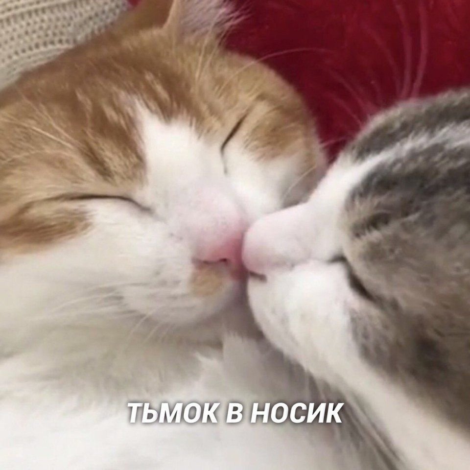 Цмок котик