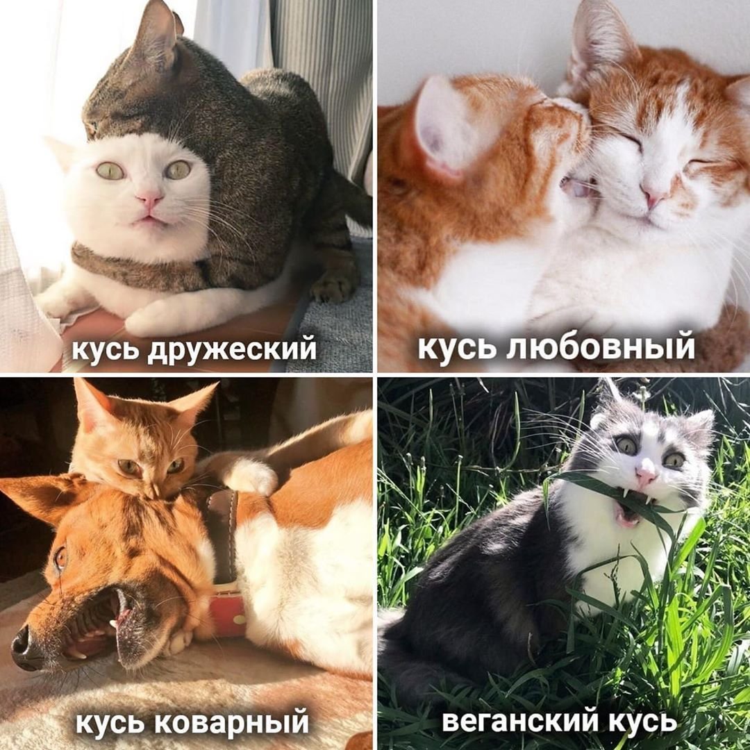 Кусь Мем с котом