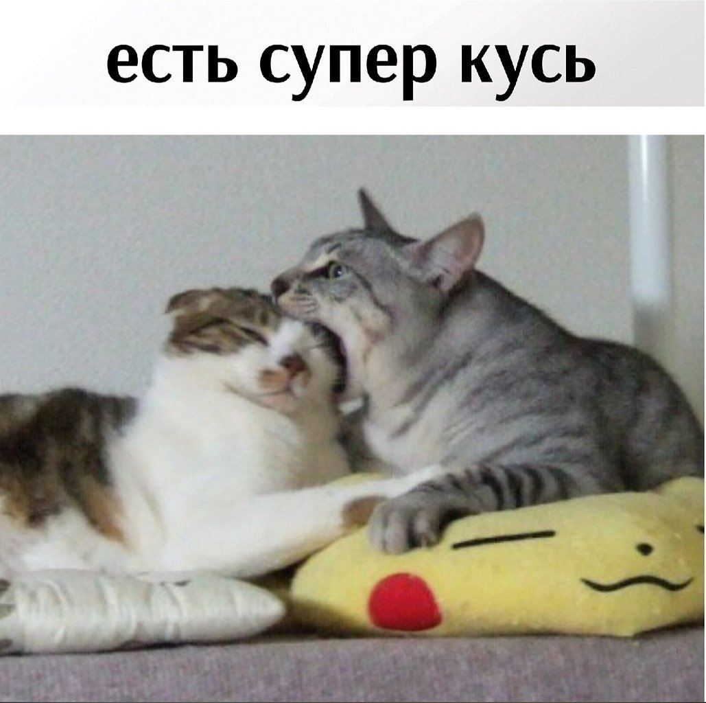 Кот кусает кота