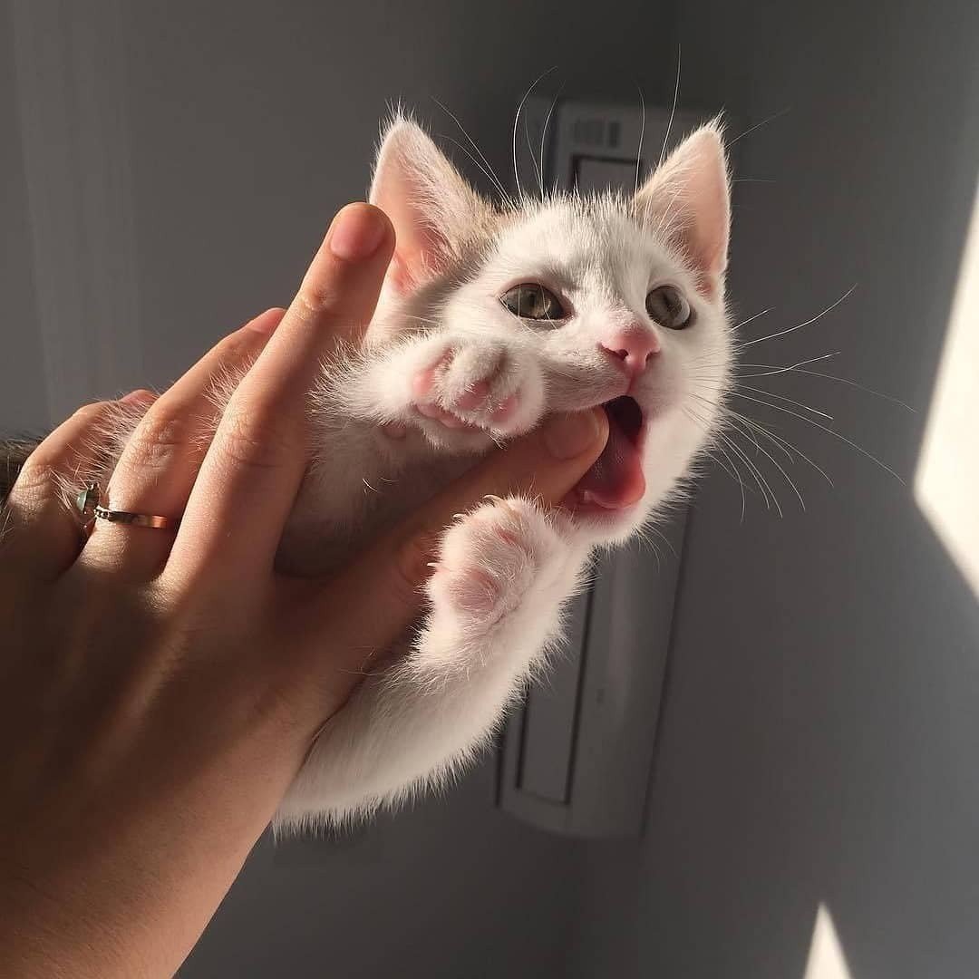 Милые эстетичные котята