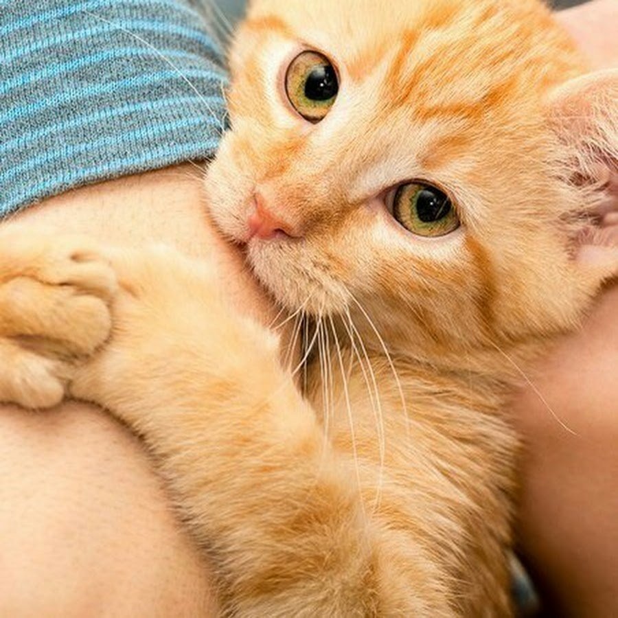 Кусачий рыжий кот