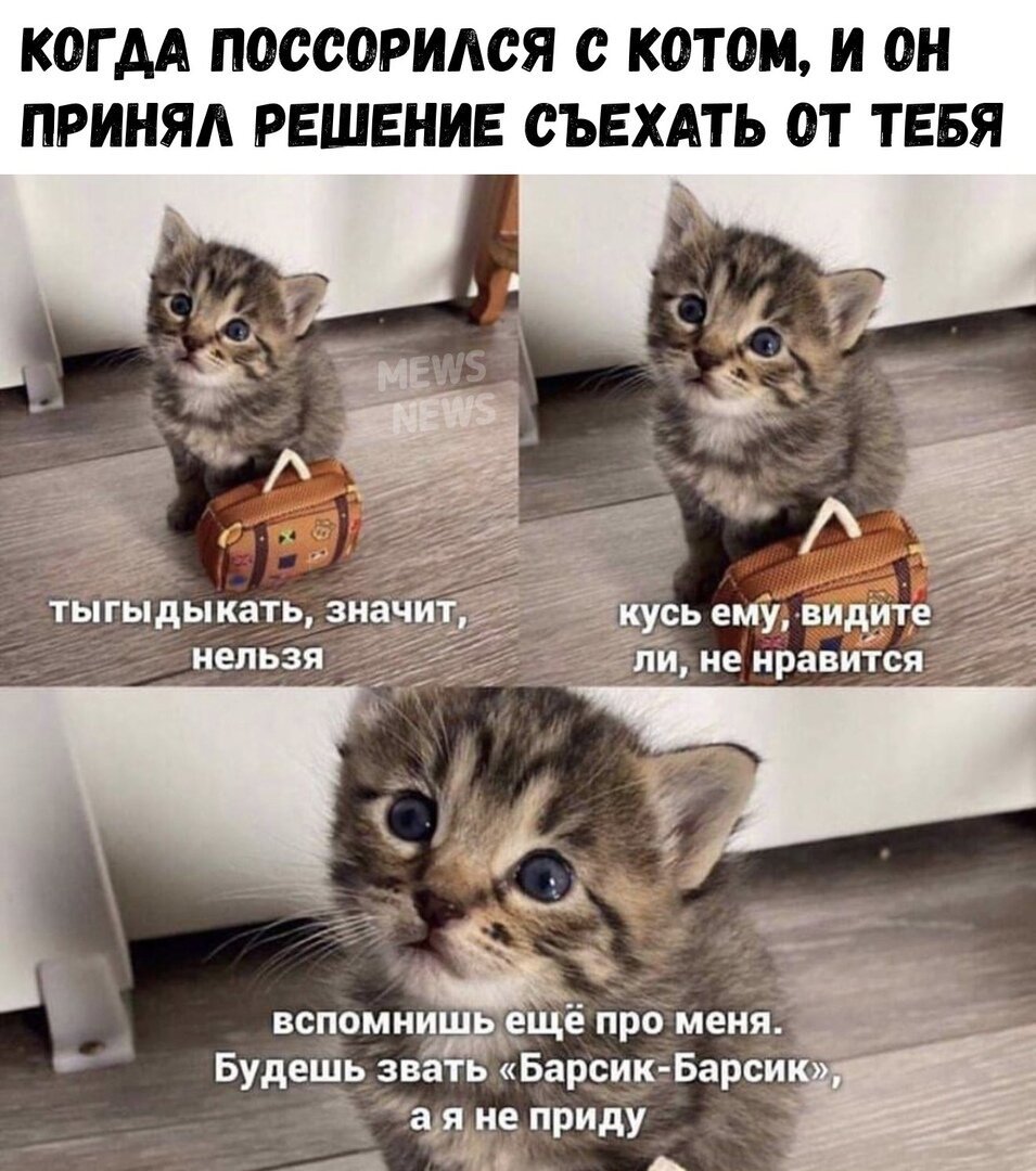 Мемы с котиками