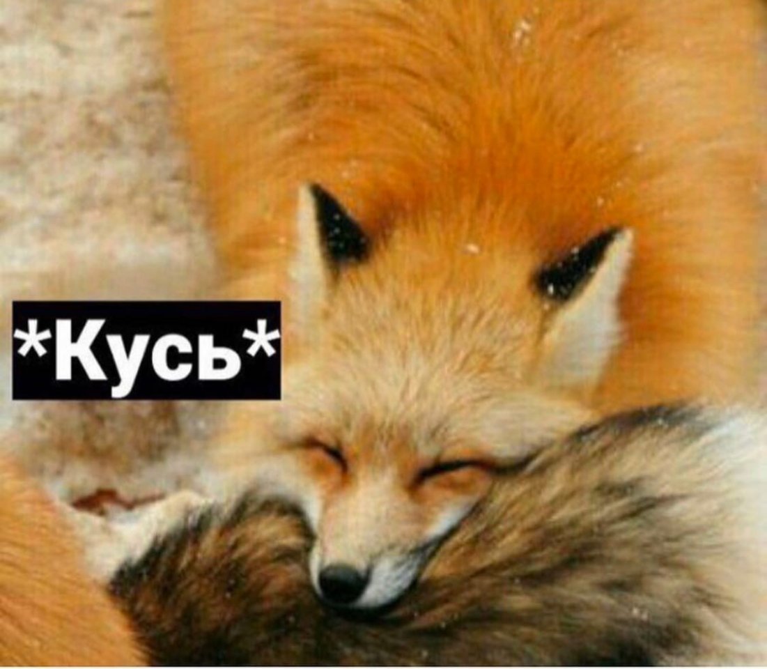 Лисичка Кусь