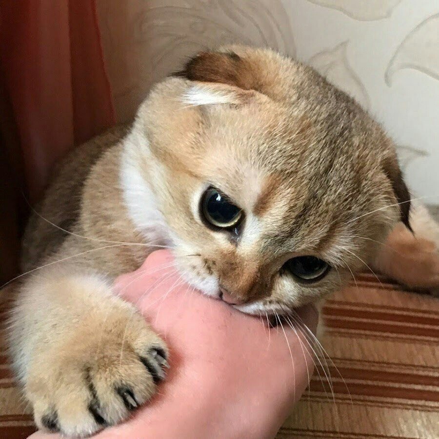 Милый кот Кусь