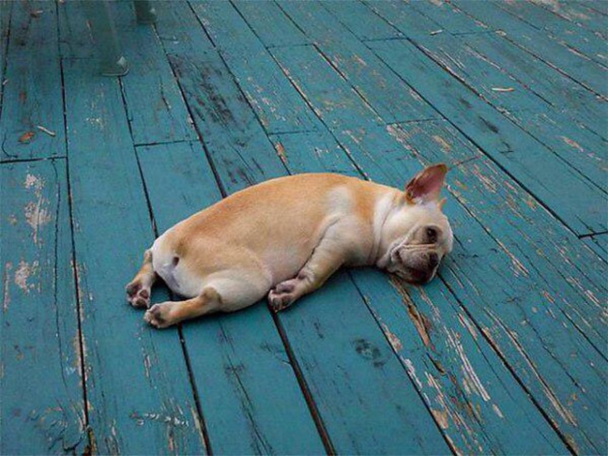 О как тяжёл собачий век и в дождь и в снег и в слякоть