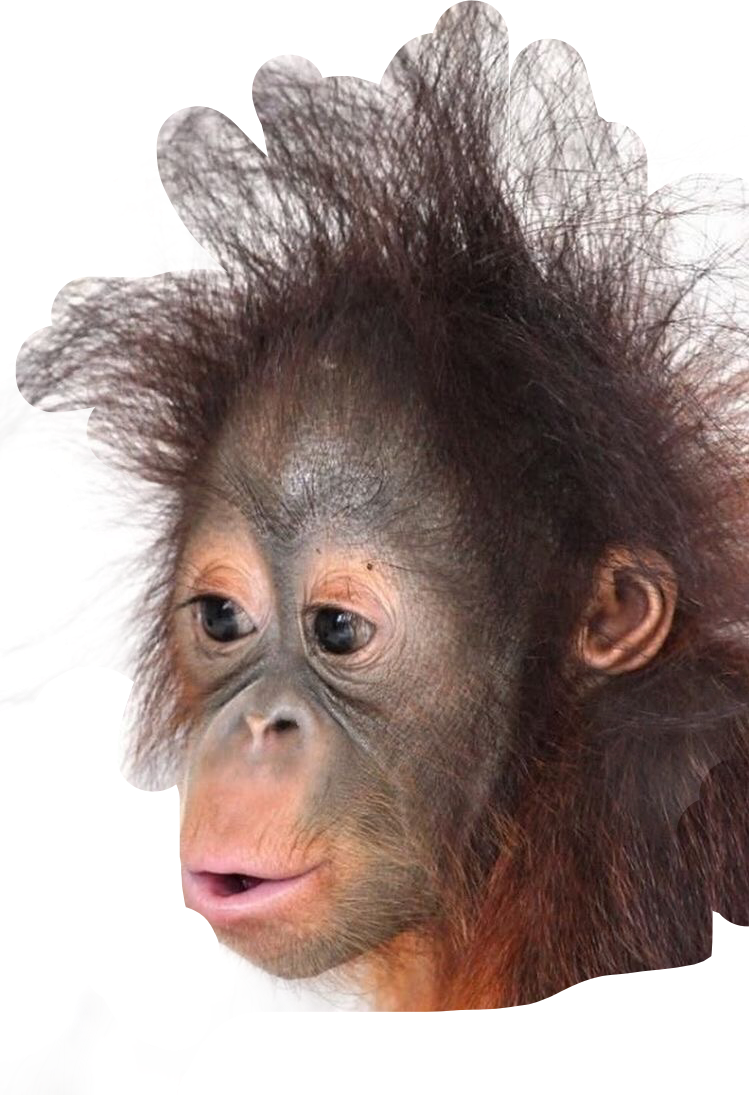 Смешные обезьяны