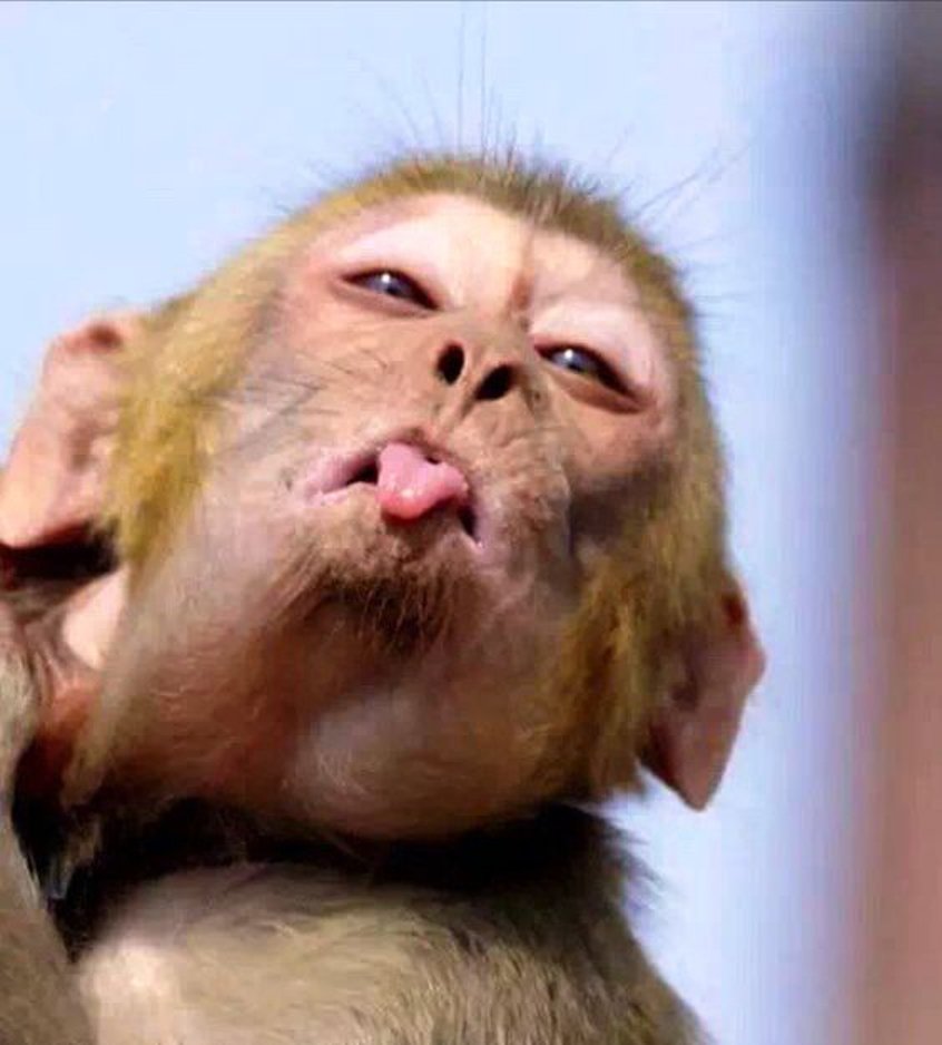 Картинки обезьяны прикольные