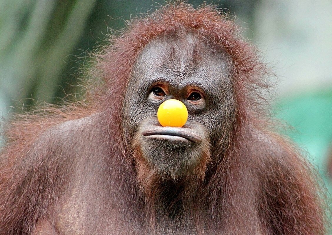 Две обезьяны