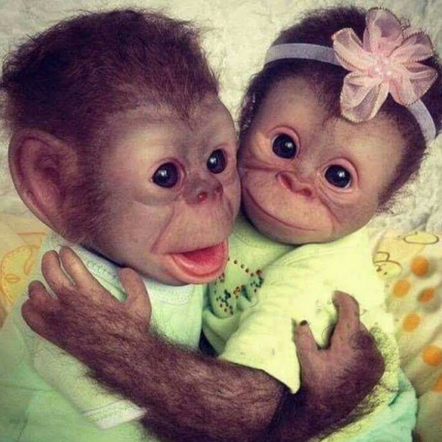 Водяная обезьяна