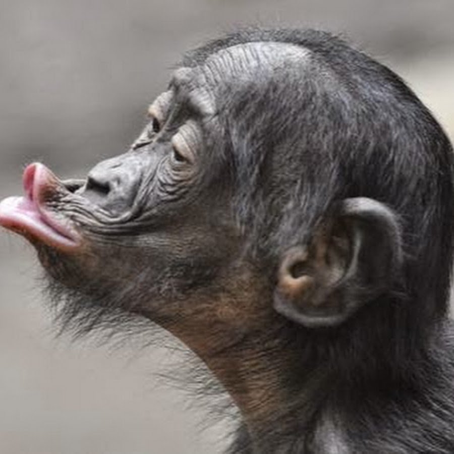 Обезьяна загорает