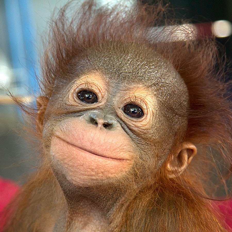 Смешные обезьяны