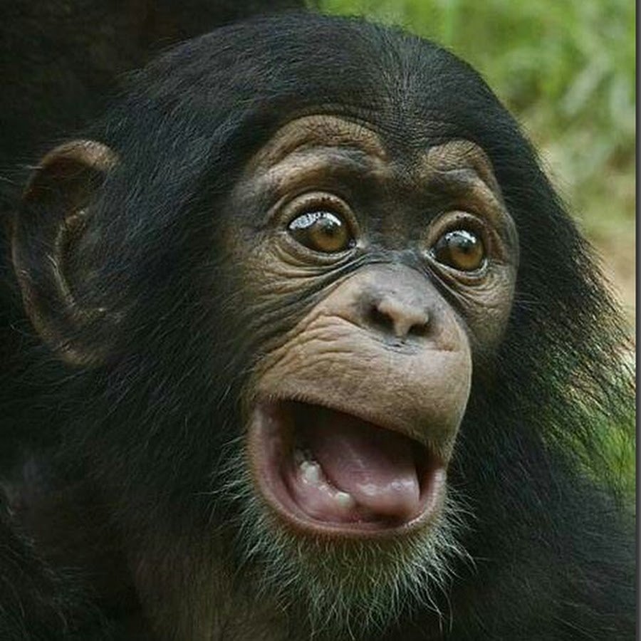 Две обезьяны