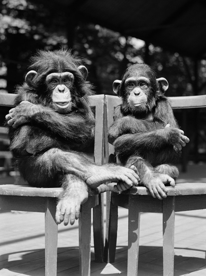 Поцелуй шимпанзе