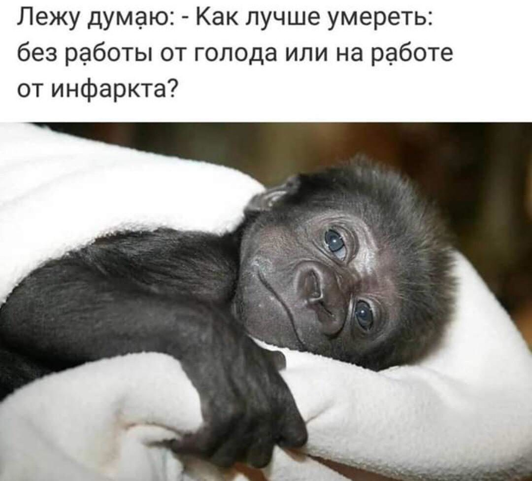 Обезьяна на работе