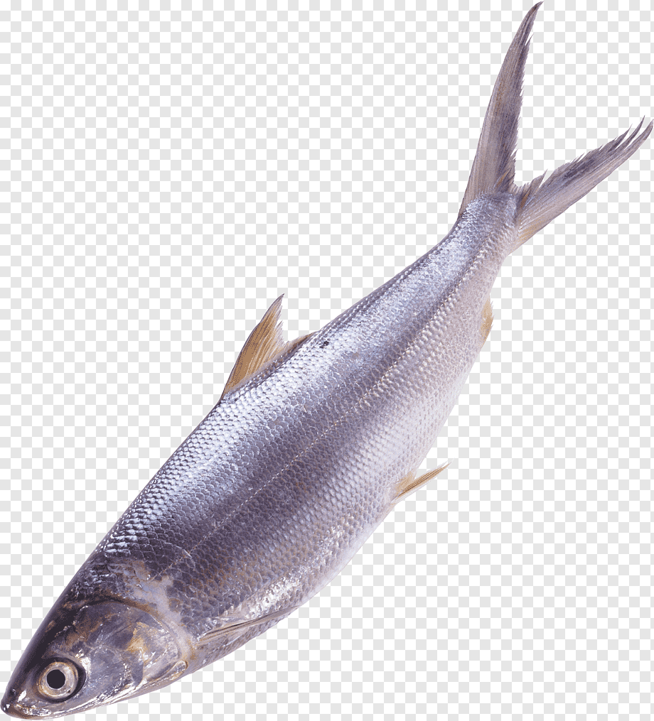 Рыба на белом фоне