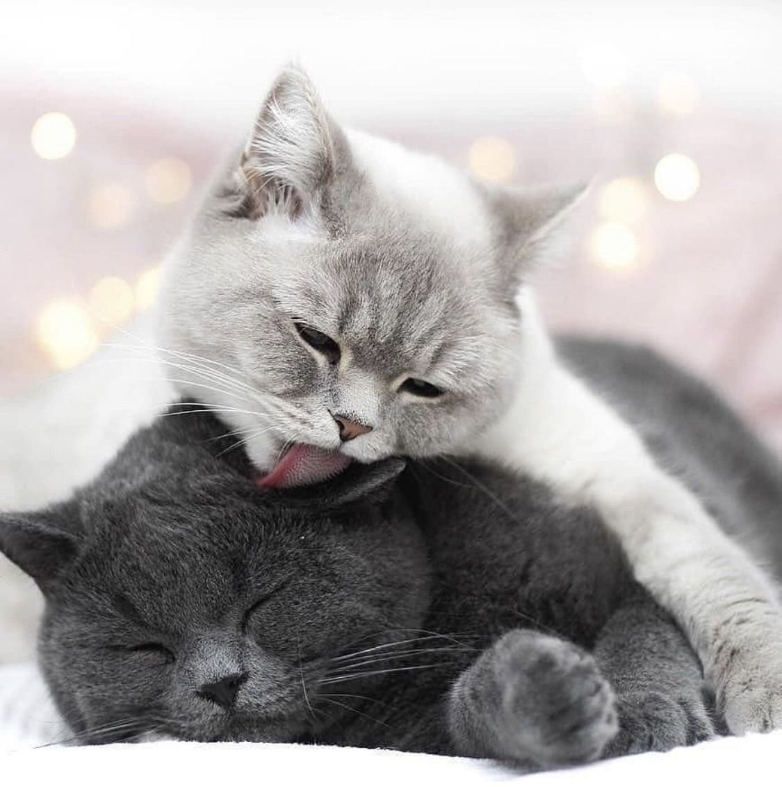 Доброе утро любимый котик