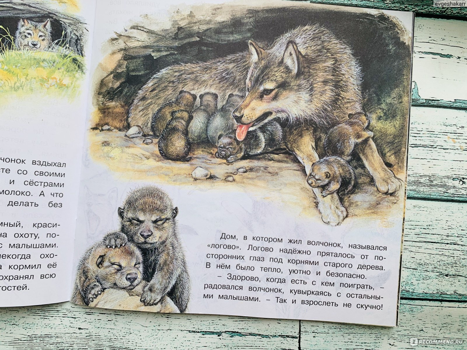 Сказка про волчонка