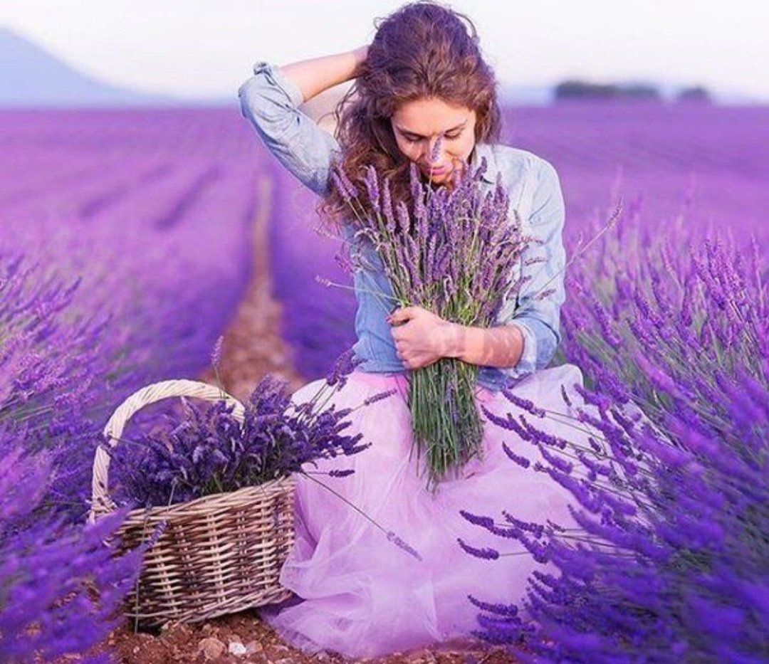 Лавандовое счастье