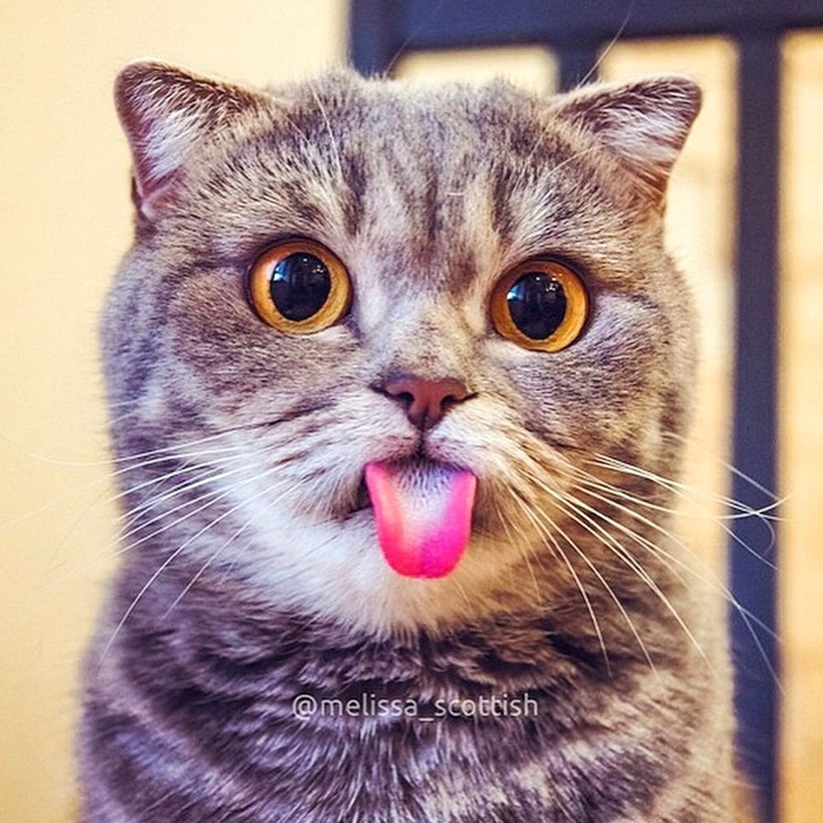 Киски показывают язык. Смешной кот. Котенок с высунутым языком. Кошка с языком трубочкой.