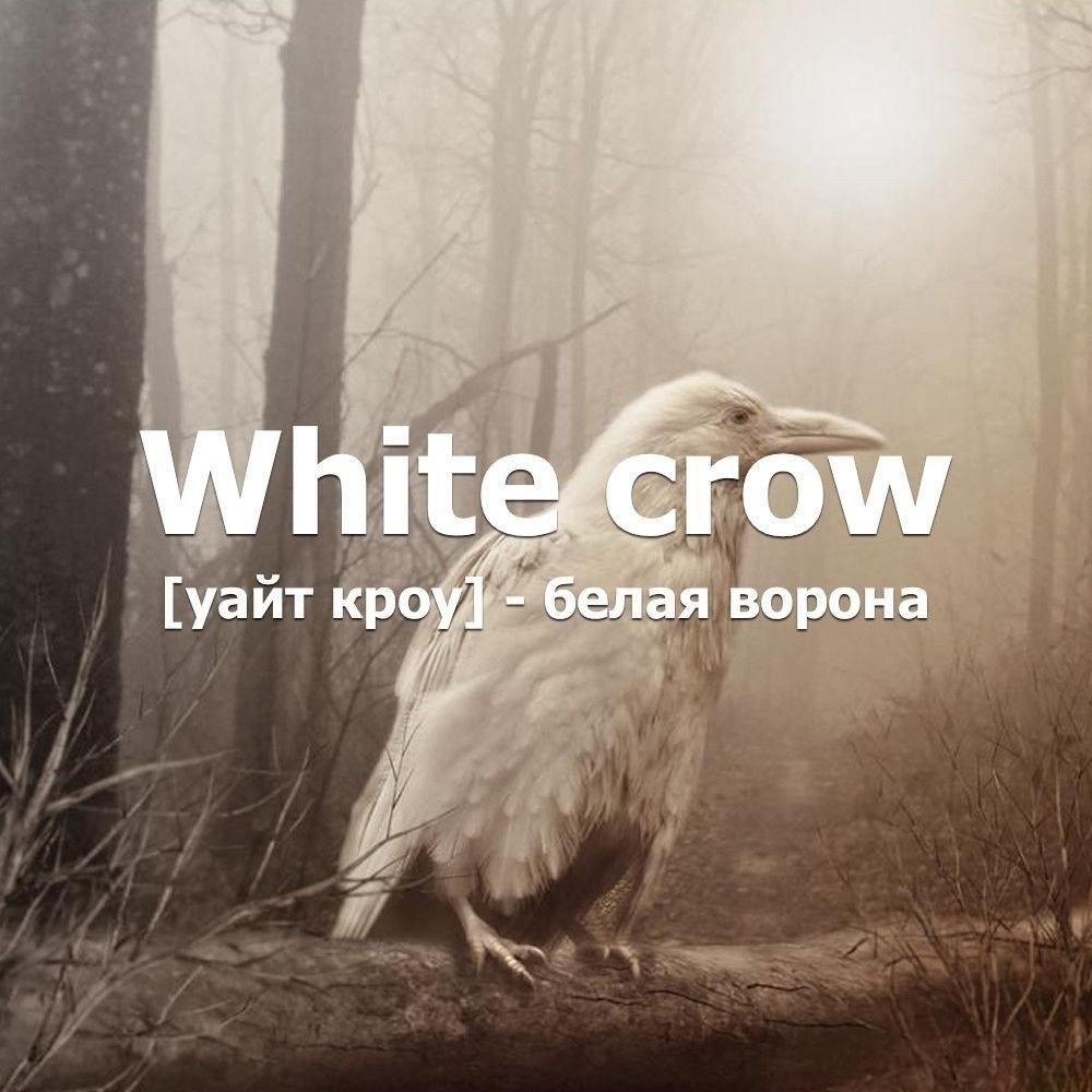Ворон альбинос арт