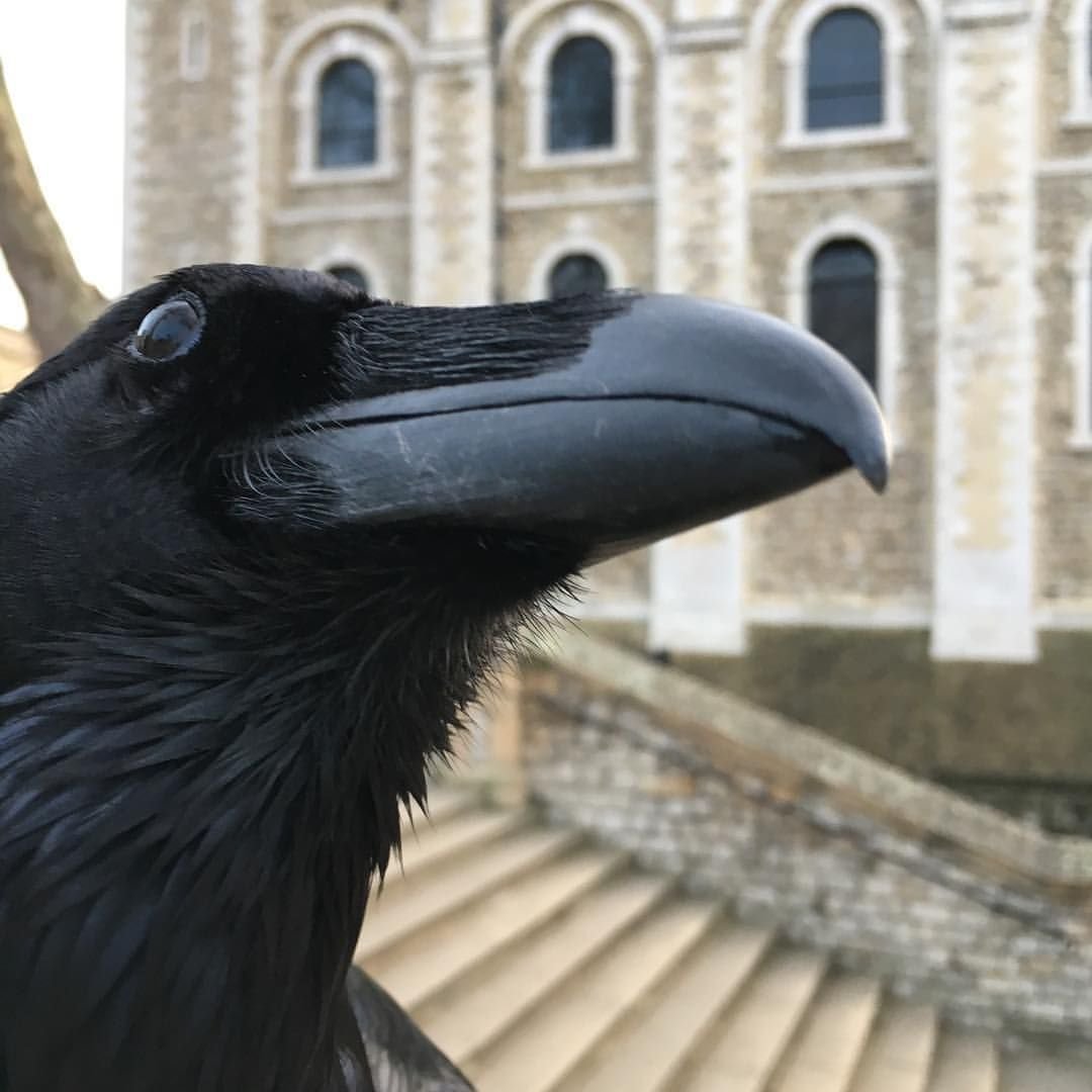 Самые знаменитые вороны