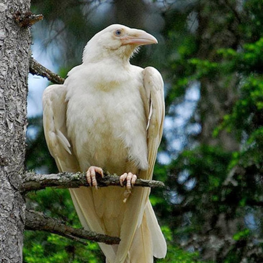 Альбинос птица ворона