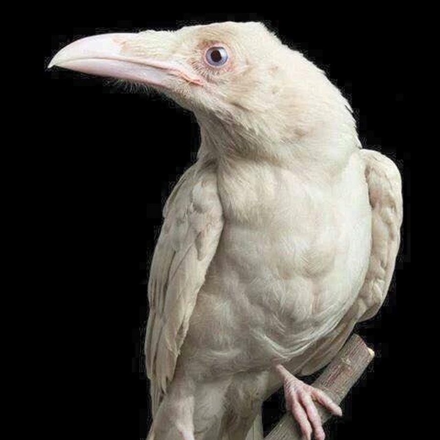 Грач альбинос