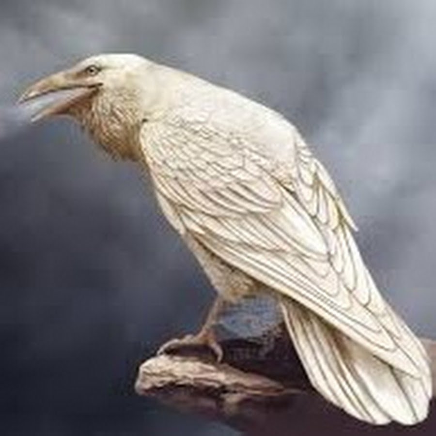 Белая ворона