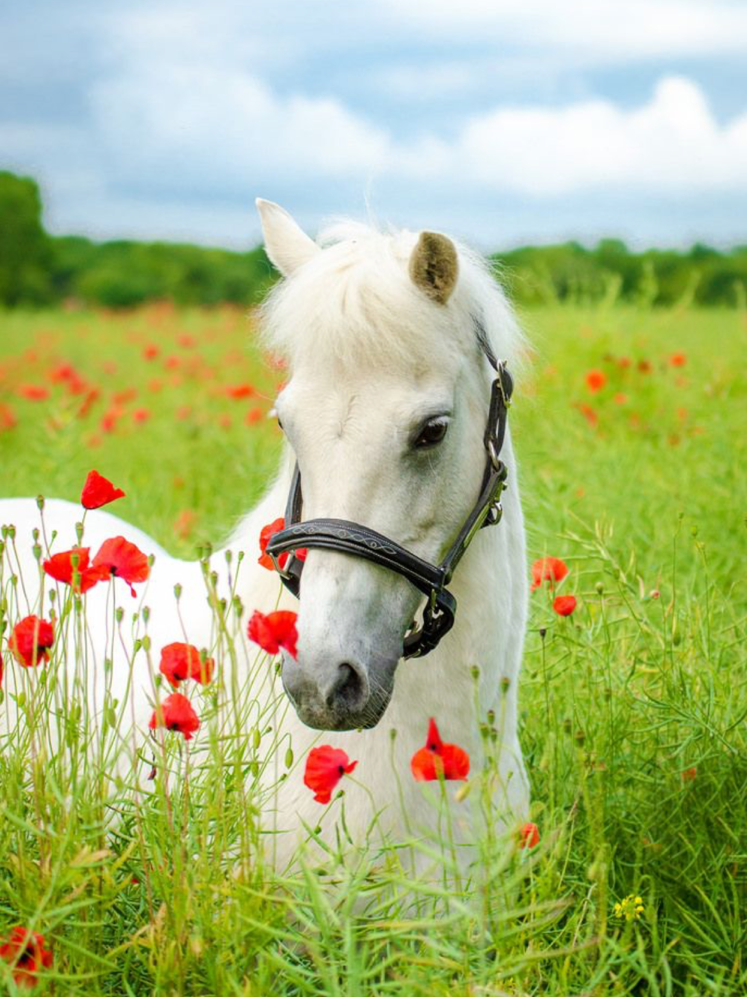 Добрая лошадка. Красивые лошади. Белая лошадь. Лошадь в маках. Лошадки в цветах.