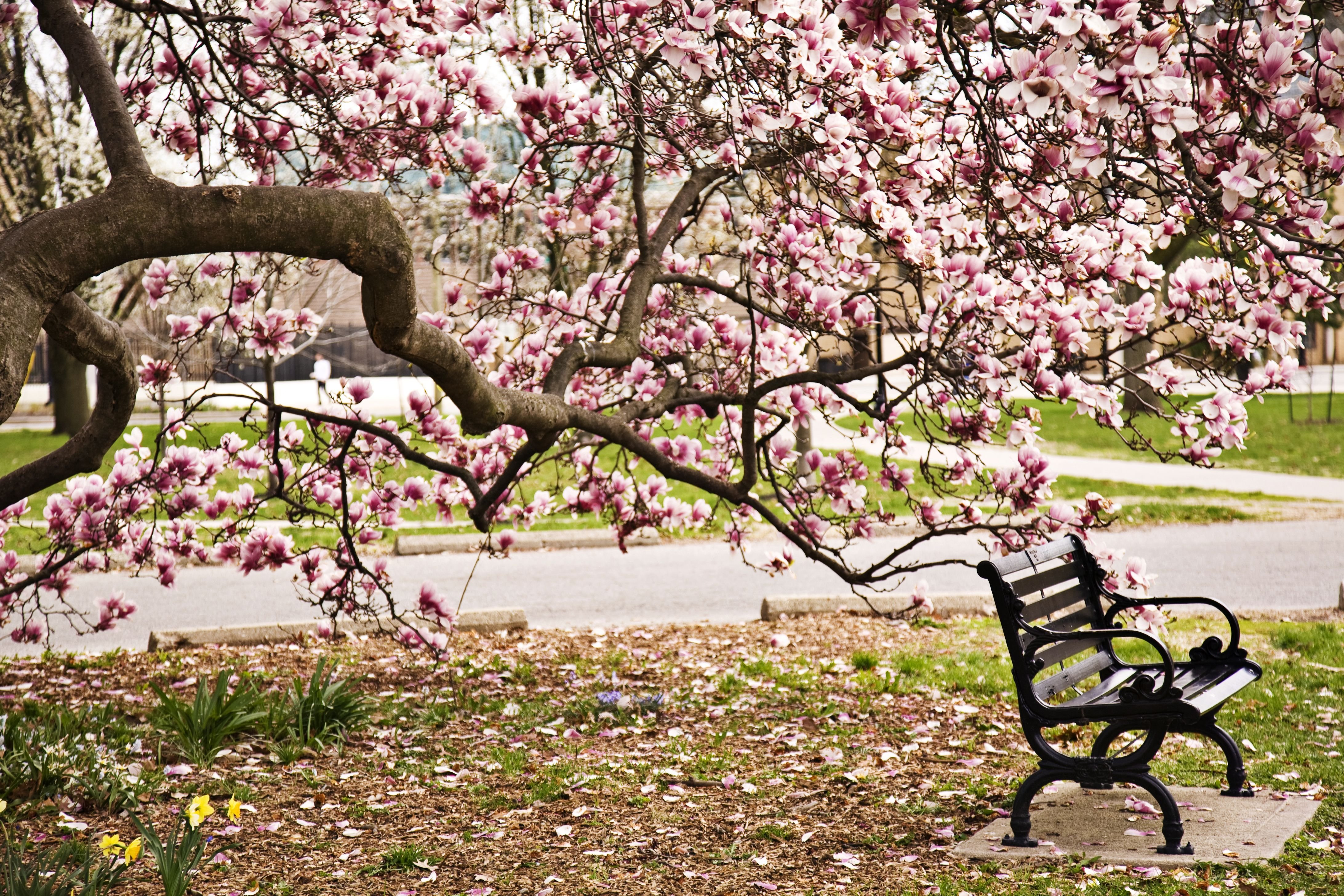 Сакура цветет в саду. Парк Цветущая Магнолия. Дерево магнолии Воронцовский парк. Аллея магнолий. Парк с цветущими деревьями.