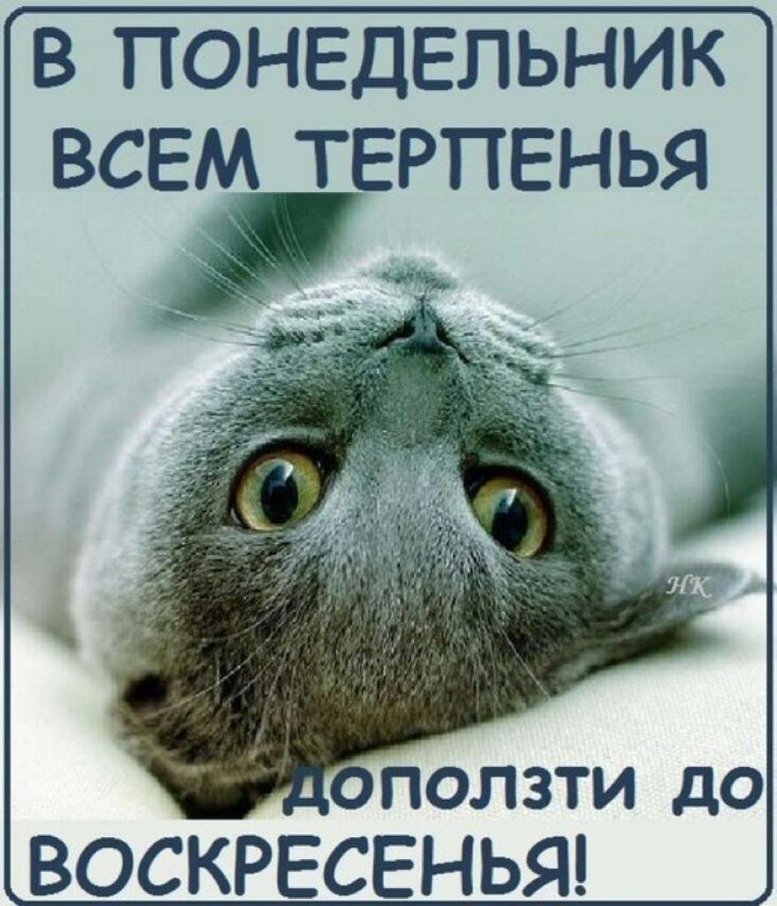 Открытки с понедельником прикольные