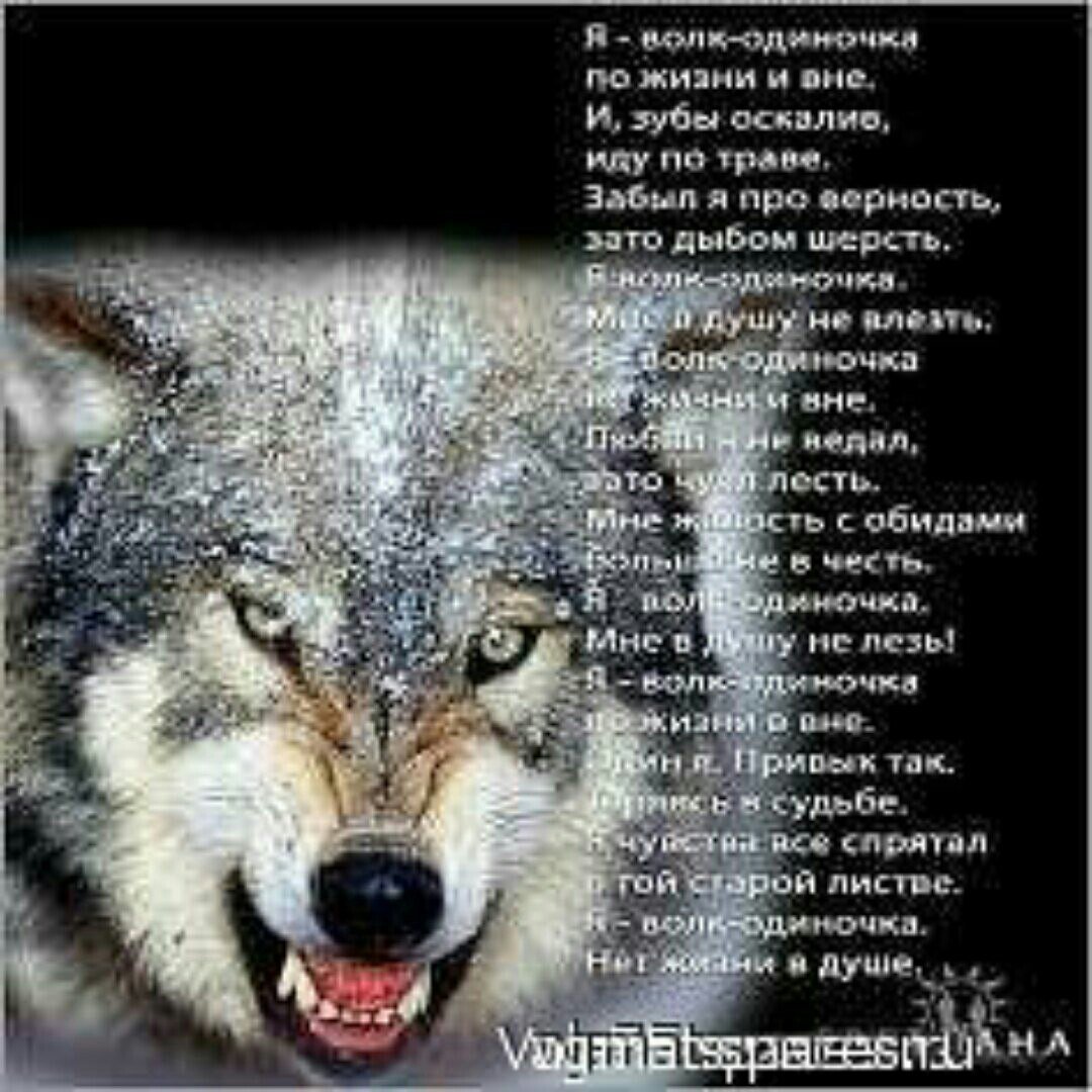Одинокий волк цитаты