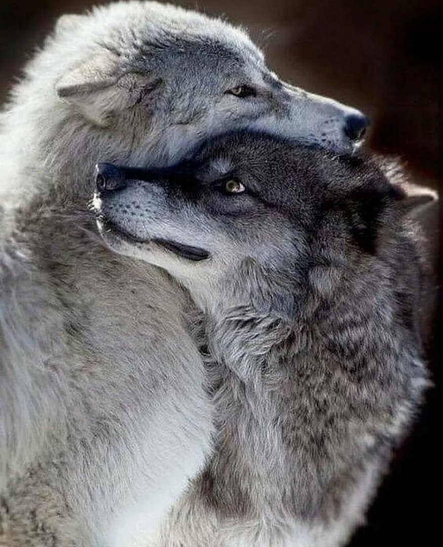 Влюбленные волки