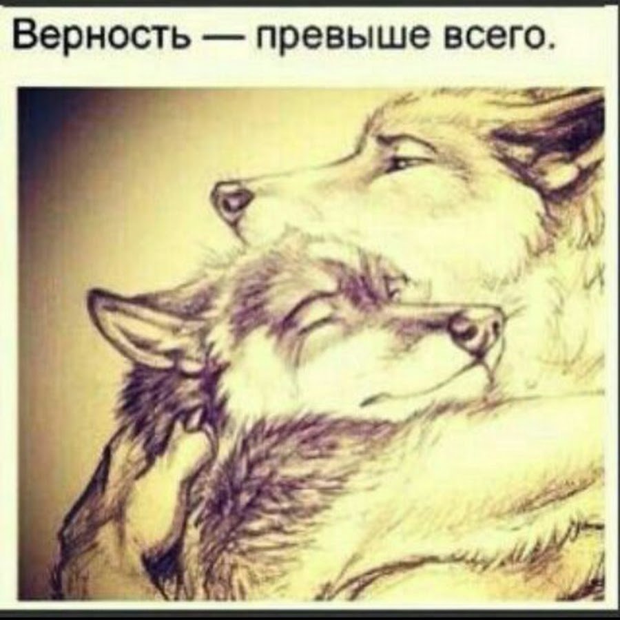 Верность превыше всего волки