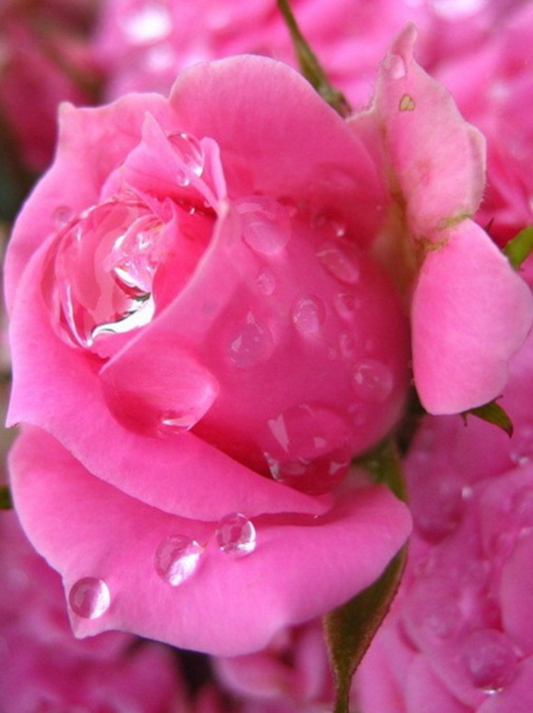 Бесплатные заставки розы на заставку телефона. Розовые цветы. Розовый цвет. Розовые розы. Ярко розовые цветы.