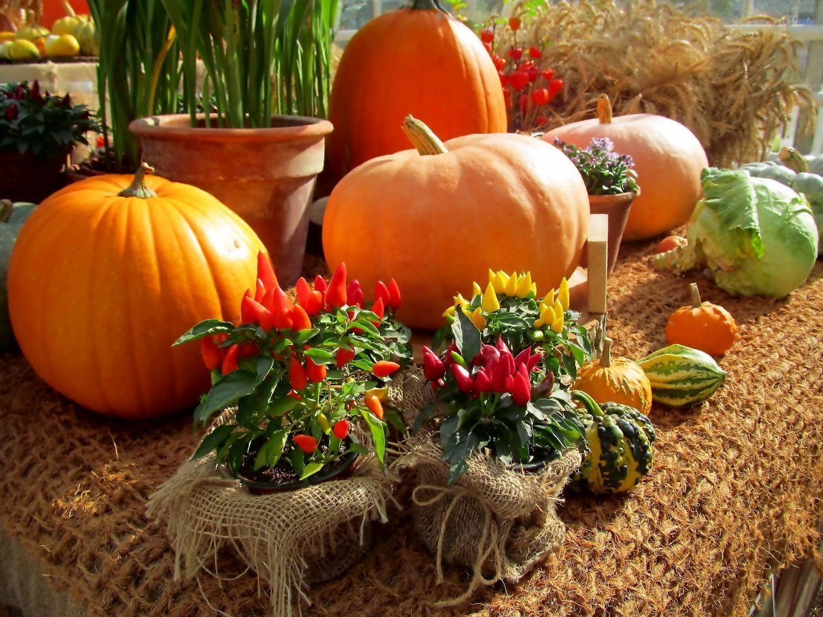 Осенний урожай