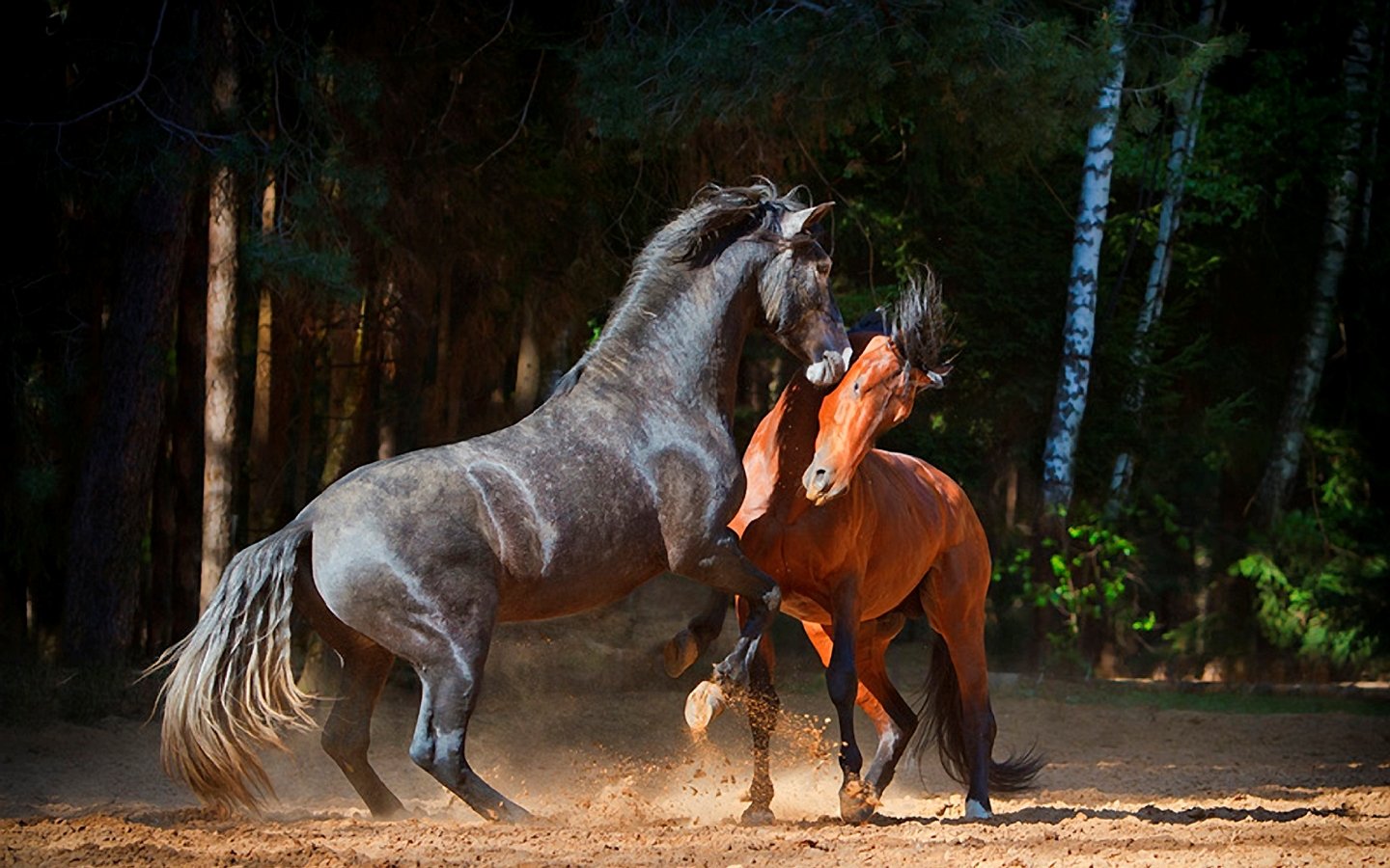 Картинки лучших лошадей. Андалузская лошадь Вакеро. Андалузская лошадь гнедая. Красивые лошадки. Красивый конь.