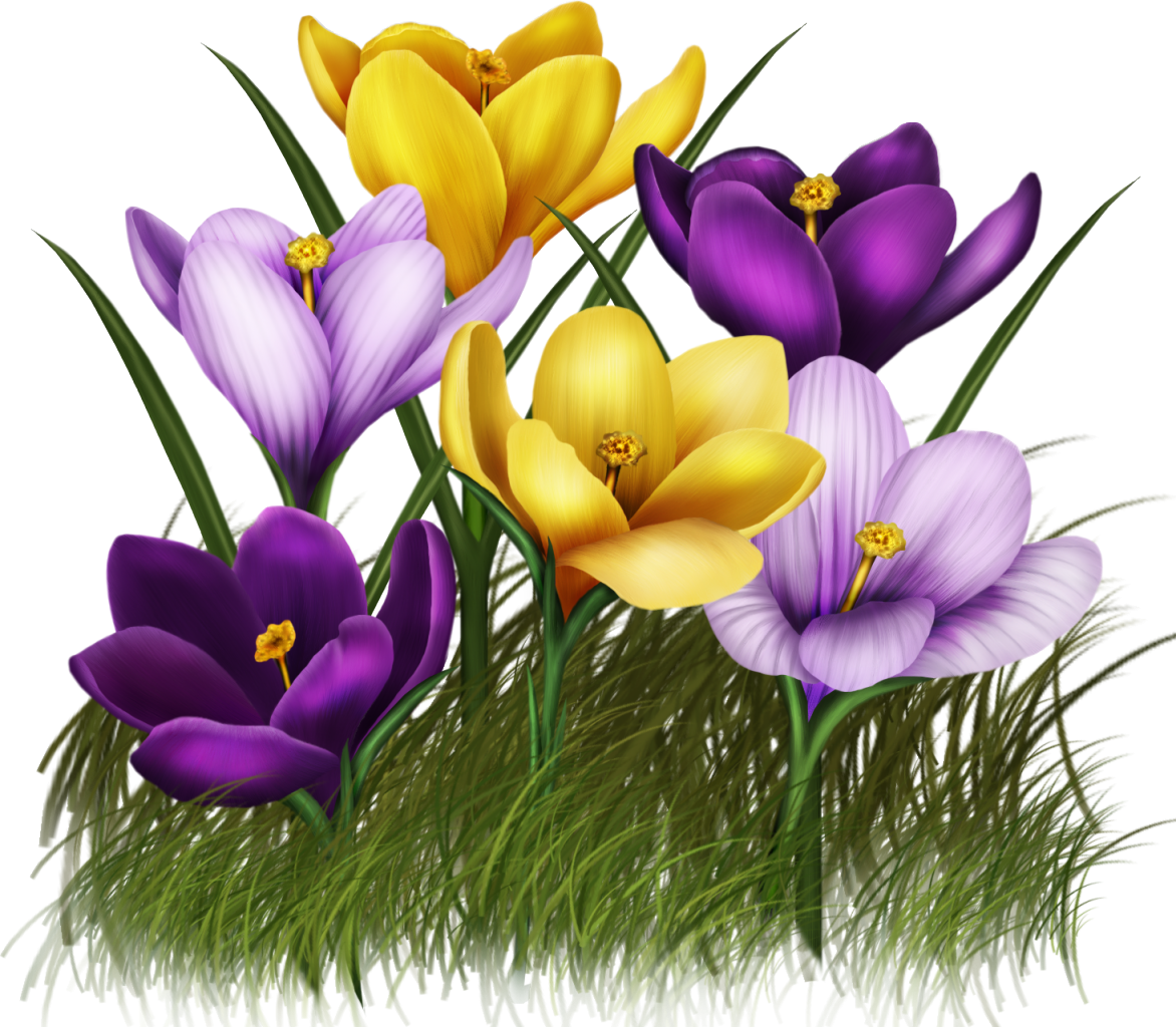 Цветы весны картинки для детей. Первоцветы крокусы. Первоцветы (подснежники, крокусы, гиацинты).. Желтые первоцветы крокусы. Ирис первоцвет.