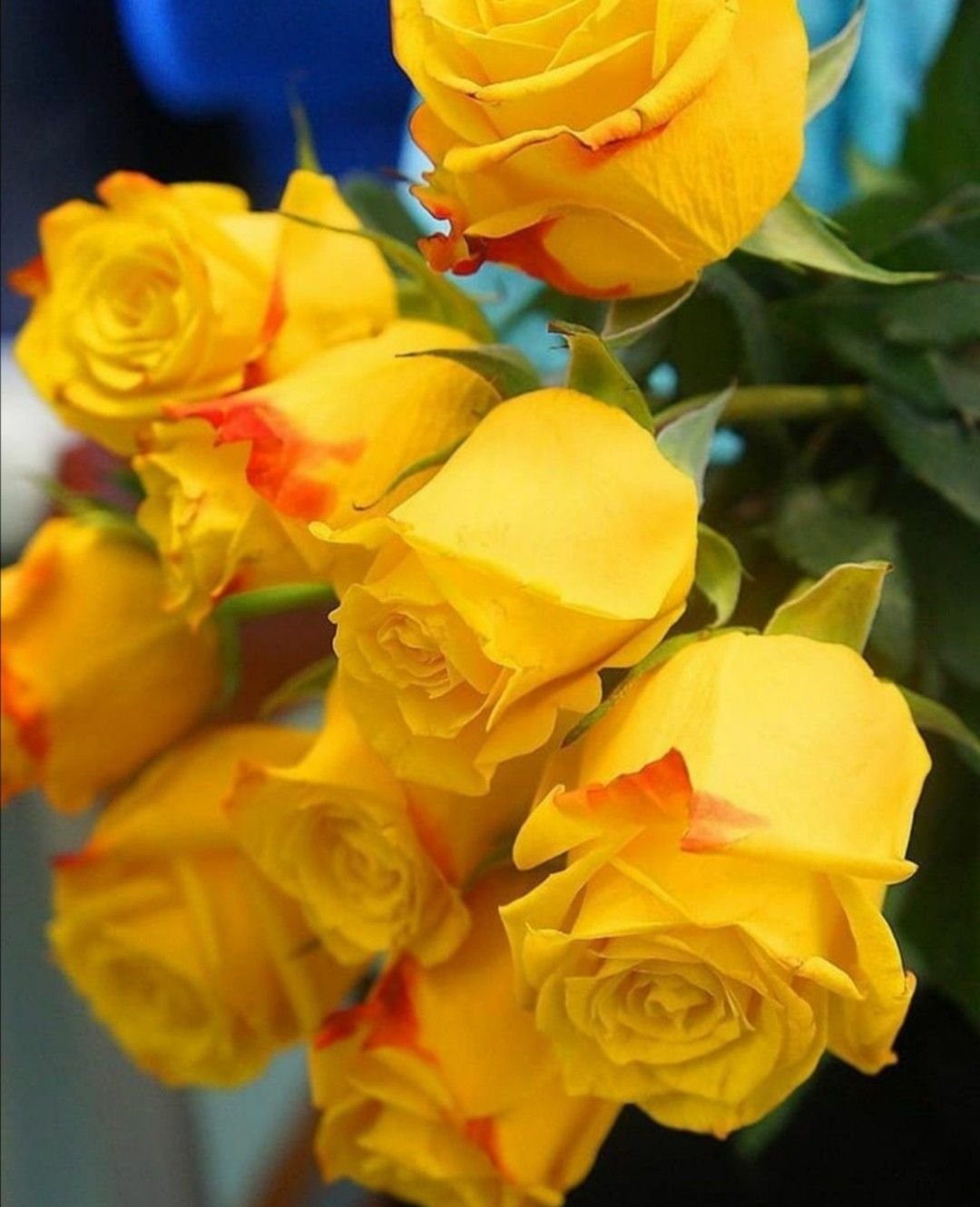 Роза Матильда жёлтая