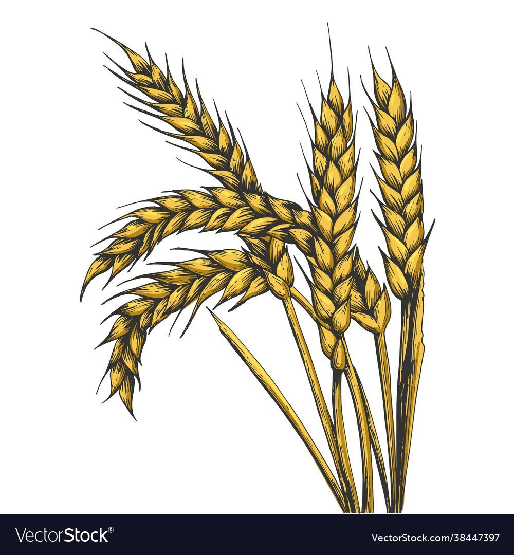 Пшеница эскиз