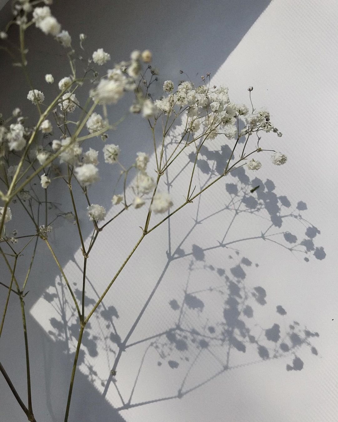 Gypsophila Aesthetics