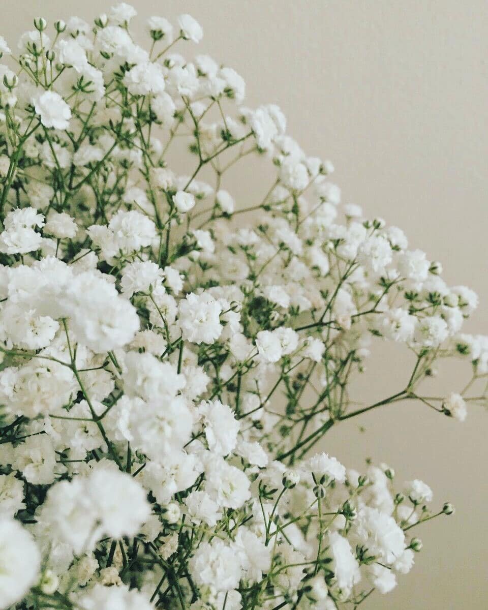 Гипсофила метельчатая Сноуфлейк