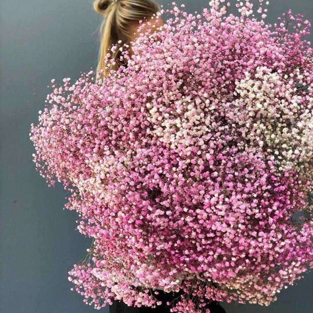 Гипсофила розовая