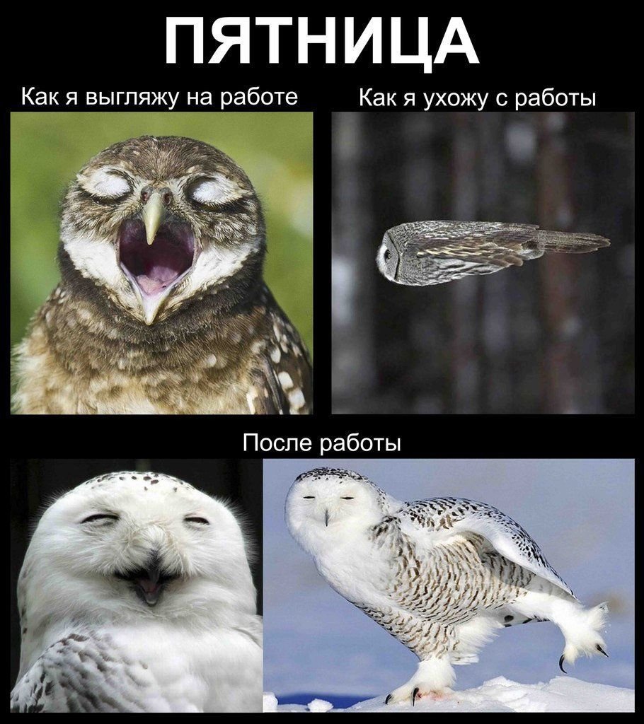 Пятница приколы