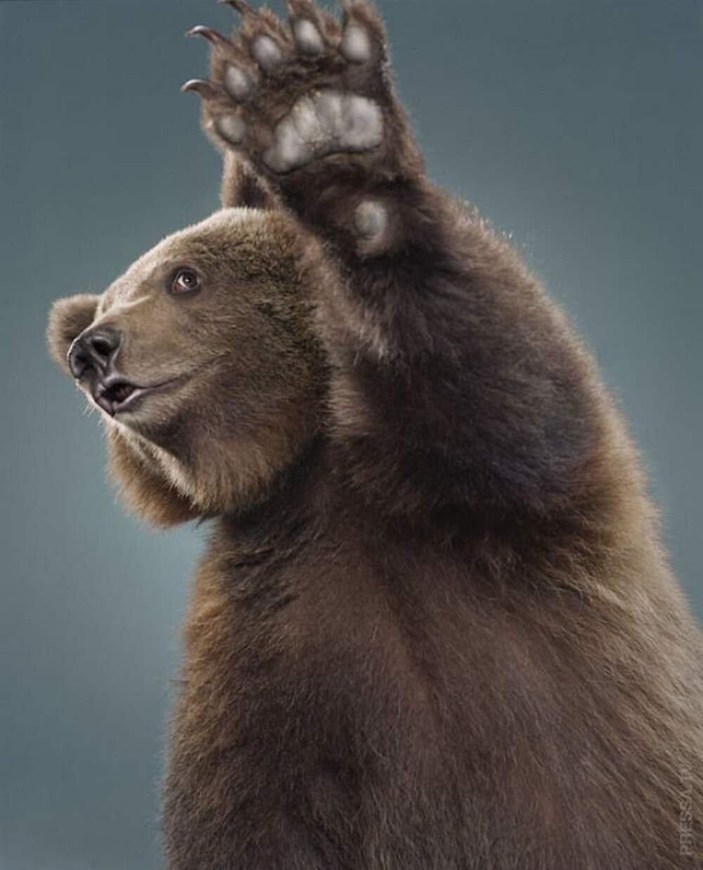 Забавные медведи. Медведь. Прикольный медведь. Смешной мишка. Медведь машет.