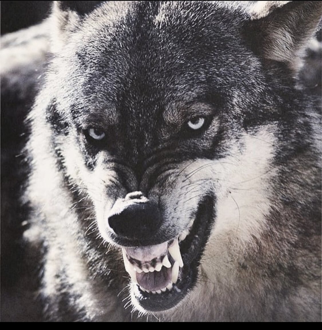 Агрессивный волк