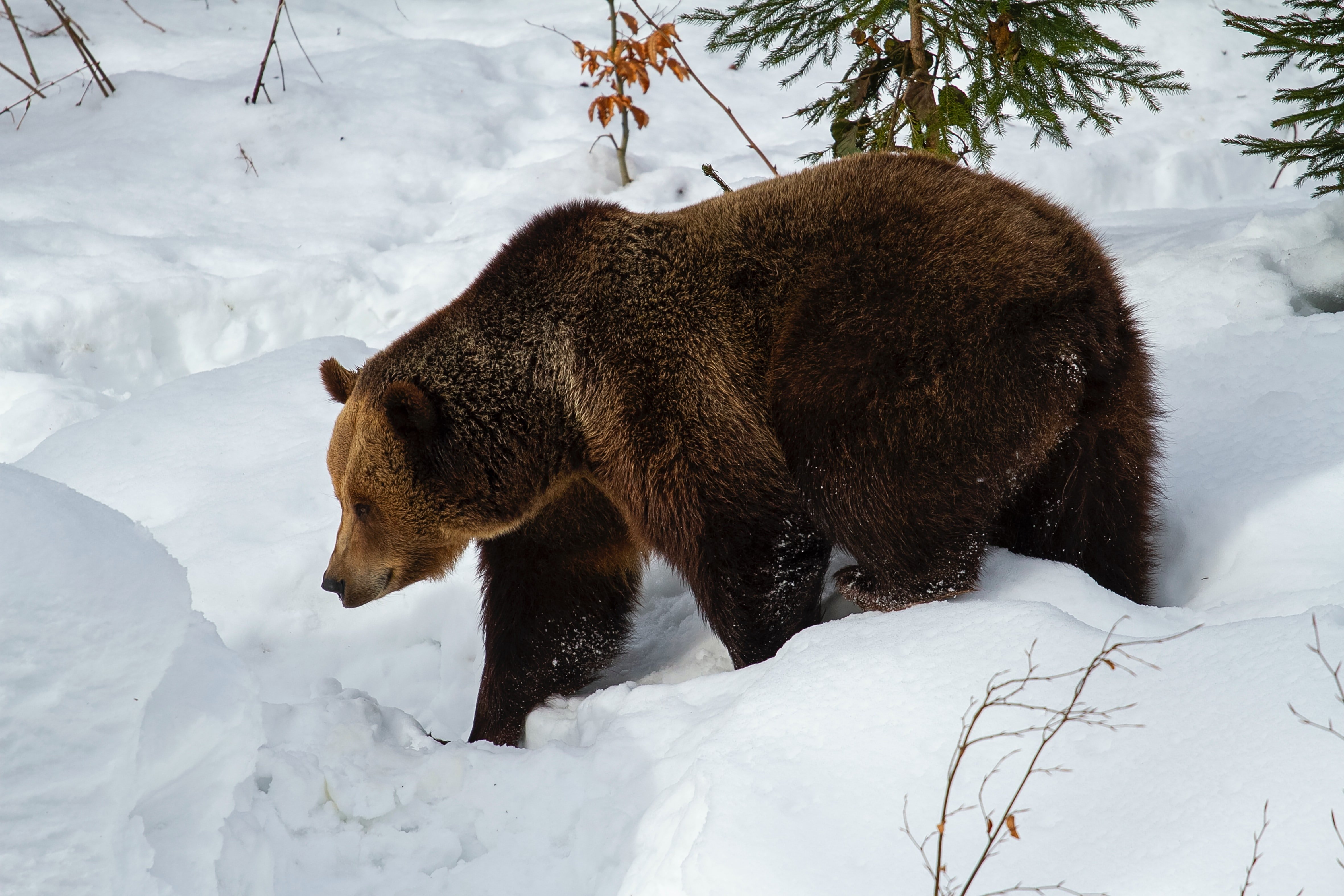 Канадский рысь бурый медведь лось бальзамическая пихта