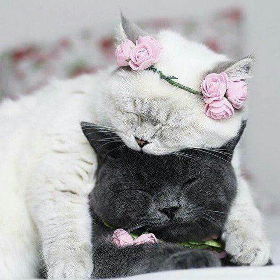 Кошачья семья фотосессия