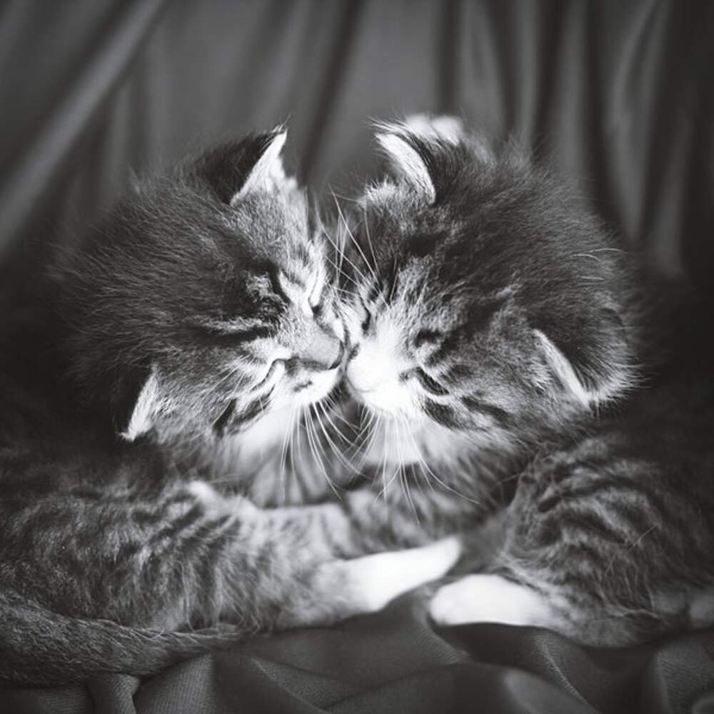 Котики обнимаются