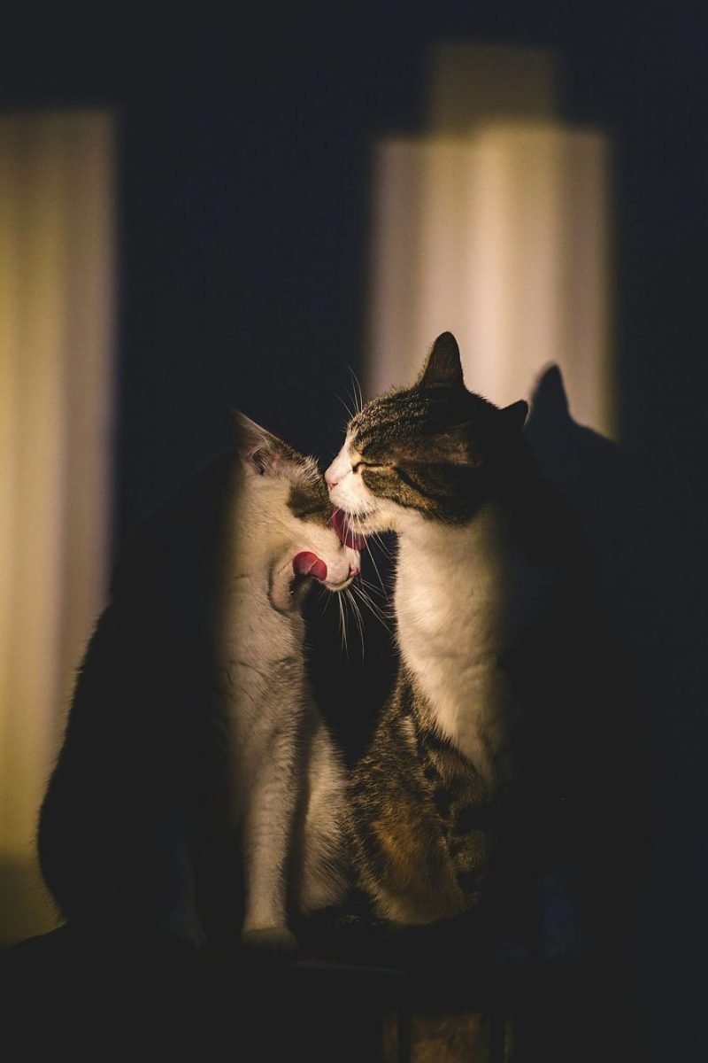 Романтичный кот